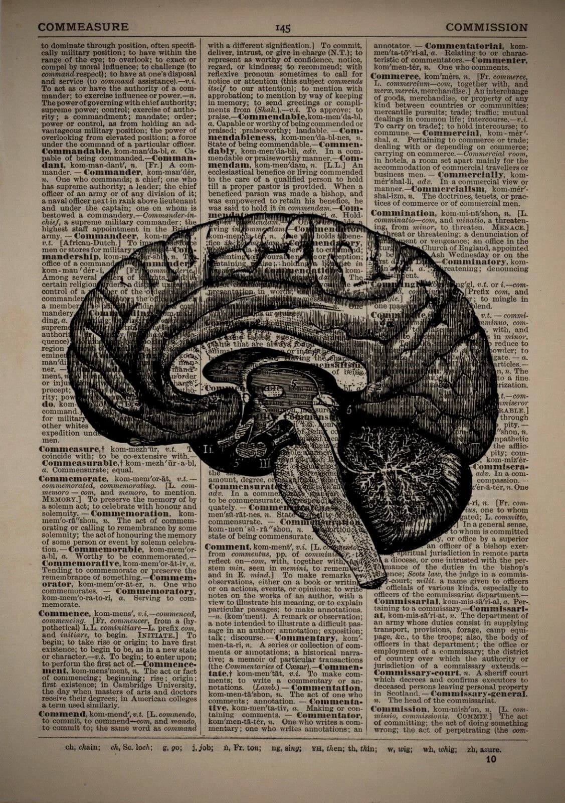 Anatomical brain engraving printed over a dictionary page